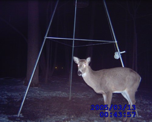 Leaf River Whitetail